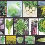 【項目文章】百邁客NG文章?lián)屜瓤? width=