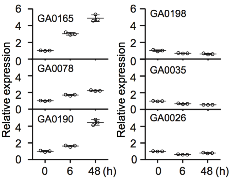 圖13 GaGSTF9基因表達(dá)的qRT-PCR分析