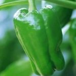 QTL讓基因無處可藏！紅椒也曾是青椒，青椒顏色大不同