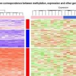 高大上的甲基化和表達(dá)譜聯(lián)合分析熱圖展示實例