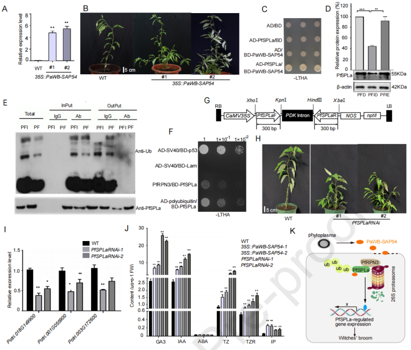 圖6 泡桐叢枝植原體效應(yīng)因子PaWB-SAP54與PfSPLa互作誘導(dǎo)白花泡桐叢枝癥狀形成