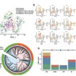 文獻(xiàn)解讀 | 單細(xì)胞轉(zhuǎn)錄組助力人猴嵌合體研究