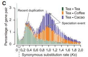 茶樹全基因組復制事件