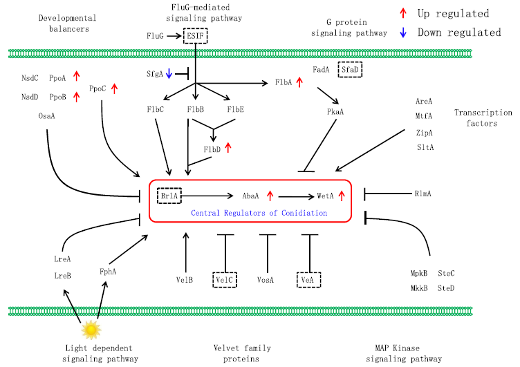 同源基因在分生孢子形成調(diào)控綜合模型中的表達