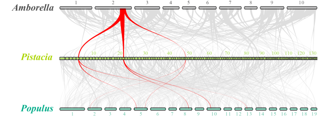 開心果與無油樟及毛果楊共線性