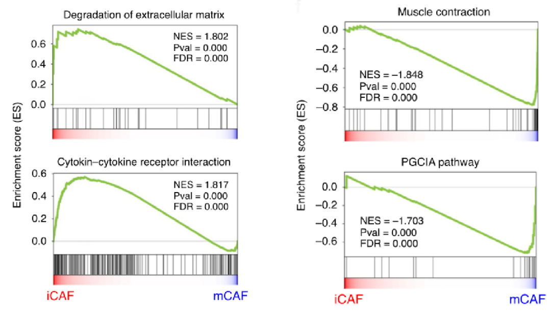 圖4?利用GSEA分析膀胱癌腫瘤相關(guān)成纖維細胞顯著富集的通路[5]