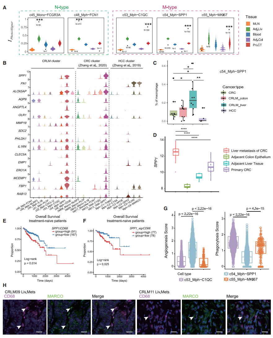 圖5 SPP1+腫瘤相關巨噬細胞的作用