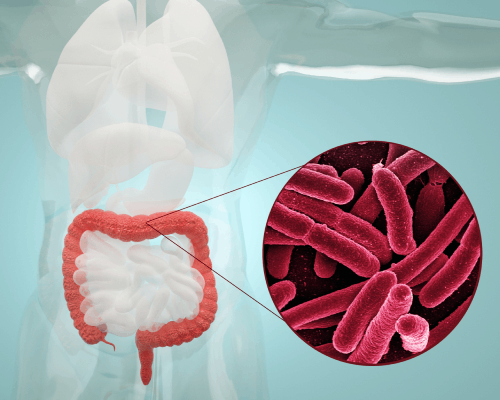 .腸道、糞便微生物