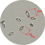 更大細胞直徑兼容
