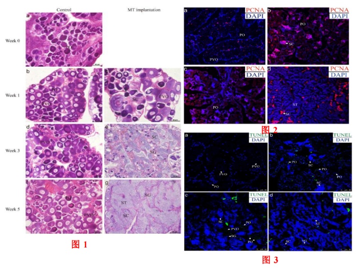圖 1+2+3 人工性別逆轉(zhuǎn)以及性腺的增殖檢測和胞凋亡的檢測