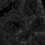 百創(chuàng)S1000空間成功案例 | 李博生/鄧興旺團(tuán)隊(duì)構(gòu)建植物愈傷組織芽再生的空間轉(zhuǎn)錄組圖譜