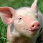 開年首秀 | 小豬如何戴上“時(shí)空手環(huán)”