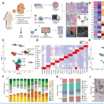 項目文章 | 時空多組學(xué)技術(shù)助力科學(xué)家團(tuán)隊在國際著名期刊發(fā)表最新成果