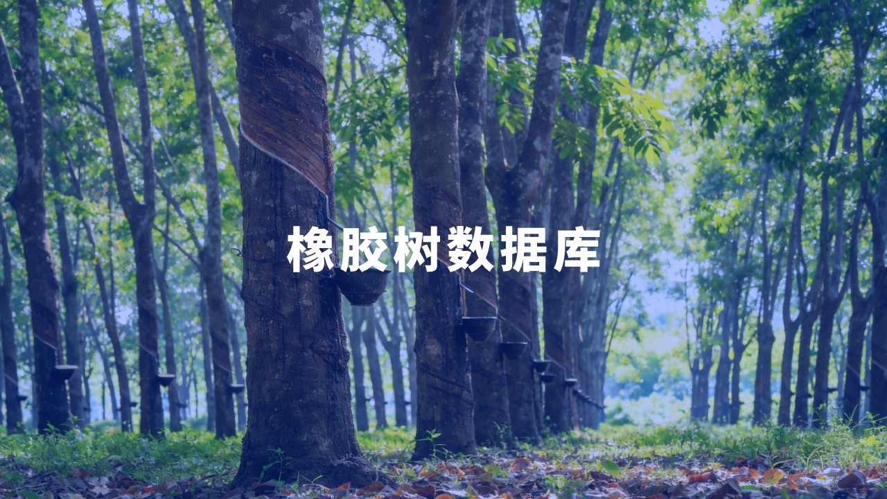 合作單位：中國熱帶農(nóng)業(yè)科學院橡膠研究所