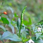 項目文章 | 突破性成果！辣椒基因組調(diào)控元件圖譜被系統(tǒng)繪制