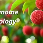 廣東省農(nóng)科院聯(lián)合華南農(nóng)大、中國熱帶農(nóng)科院在荔枝資源群體遺傳和果實性狀形成方面取得重要進(jìn)展