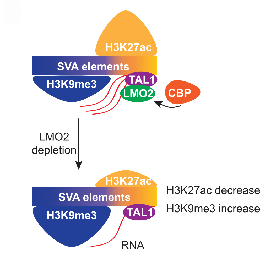 圖3. LM02通過招募CBP促進(jìn)SVA 3'端H3K27ac修飾