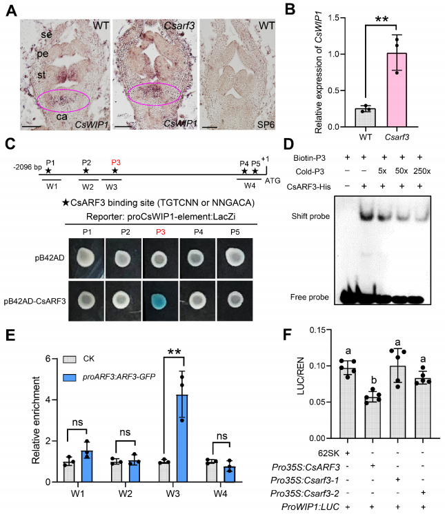 圖3 CsARF3負(fù)向調(diào)控CsWIP1在心皮發(fā)育中的表達(dá)