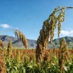 《Cell》：揭示缺磷環(huán)境促進(jìn)作物SL外排的生理現(xiàn)象，并解析其分子機制