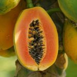 Mol. Plant | 中國熱科院聯(lián)合百邁客生物發(fā)表番木瓜品種改良最新成果