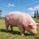 《Science Bulletin》印遇龍?jiān)菏繄F(tuán)隊(duì)最新研究成果：史氏甲烷短桿菌通過(guò)抑制肝臟酮體代謝，導(dǎo)致出生后生長(zhǎng)遲緩