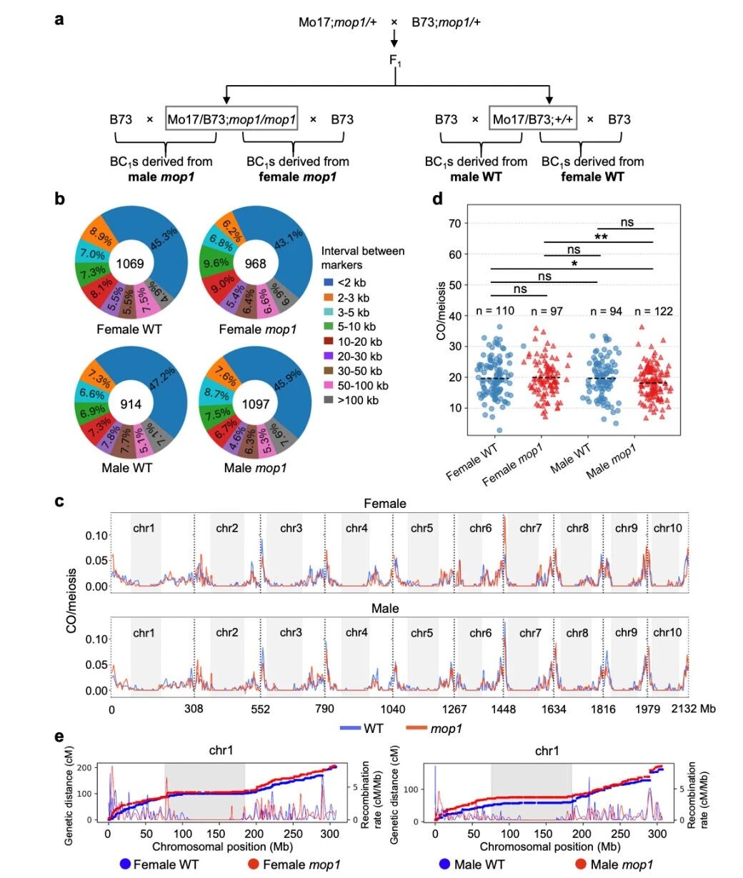 圖1?雄性mop1突變體與雌性mop1突變體相比，交叉（CO）數(shù)量減少。