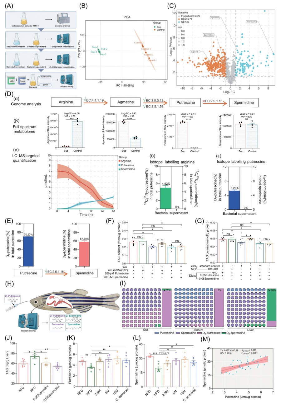 圖2-亞精胺是改善HFD誘導(dǎo)性肝脂肪變性的效應(yīng)分子