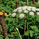 川芎水稻輪作內在機制解析最新研究進展丨《Journal of Cleaner Production》成都中醫(yī)藥大學國錦琳教授團隊