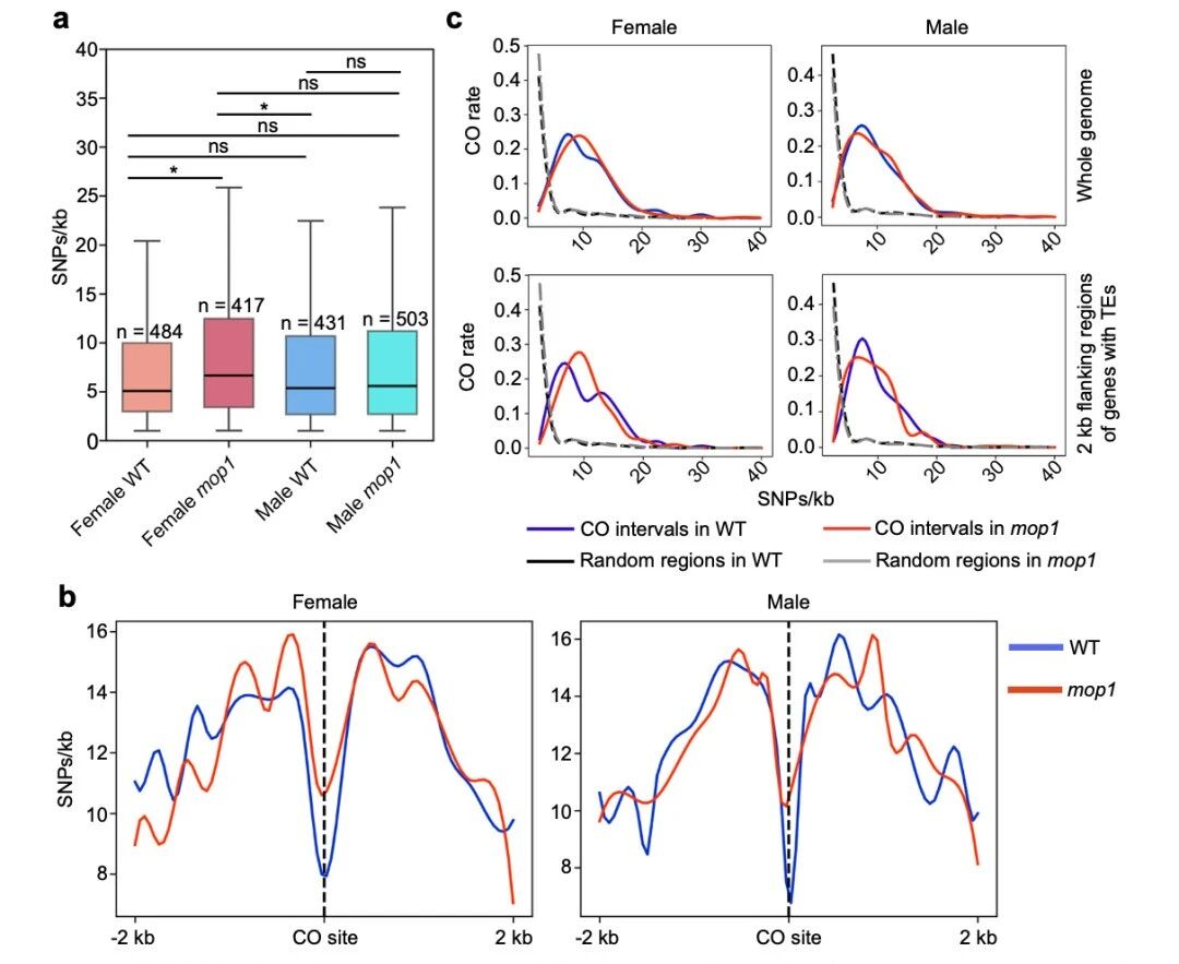 圖3?mop1基因，尤其在雌性個體中，傾向于在遺傳多樣性較高的區(qū)域引入新的交叉（CO）位點。