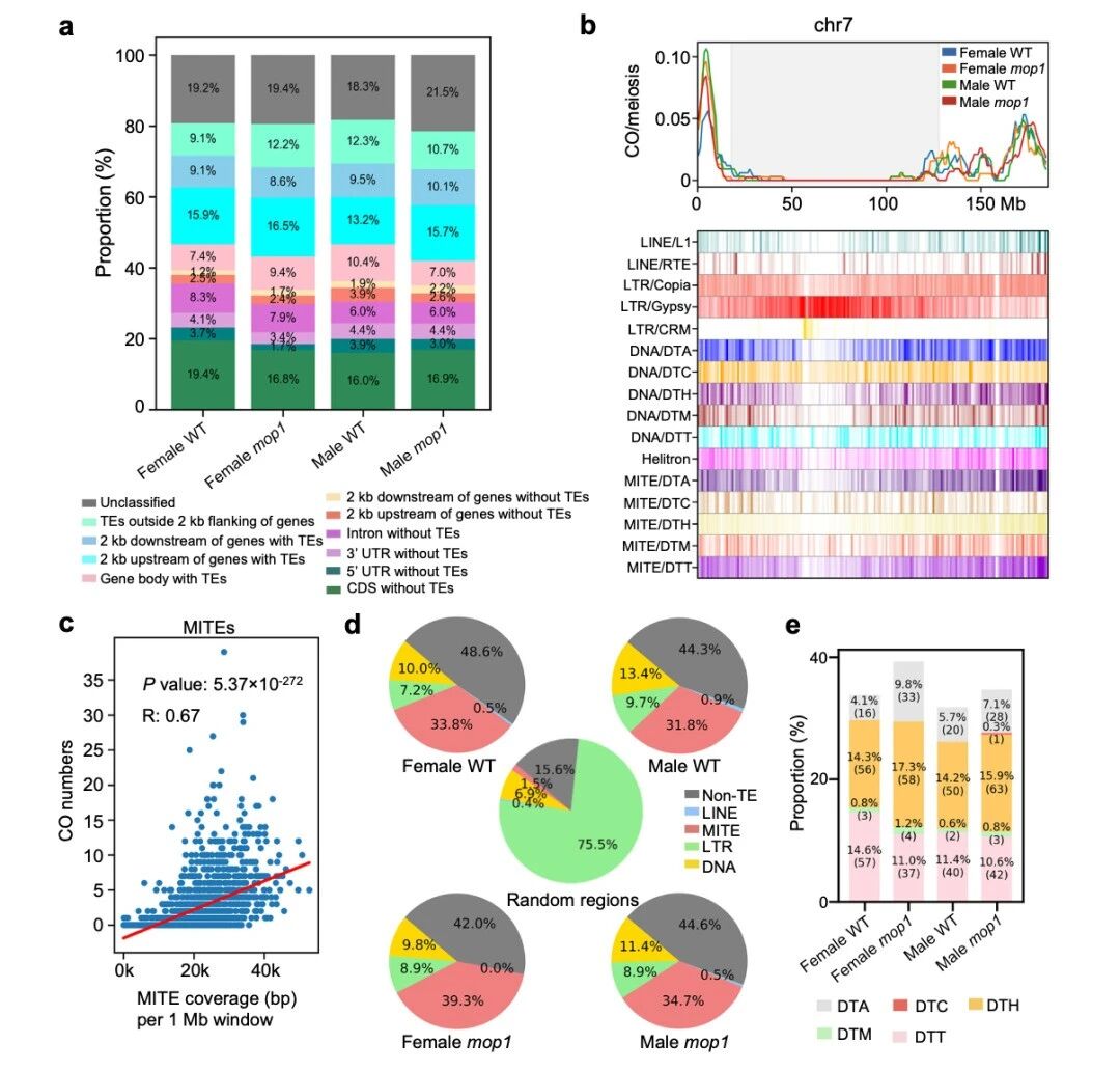 圖4 交叉變異（COs）與微RNA元件（MITEs）相關(guān)聯(lián)，在mop1突變體中觀察到更高的富集程度