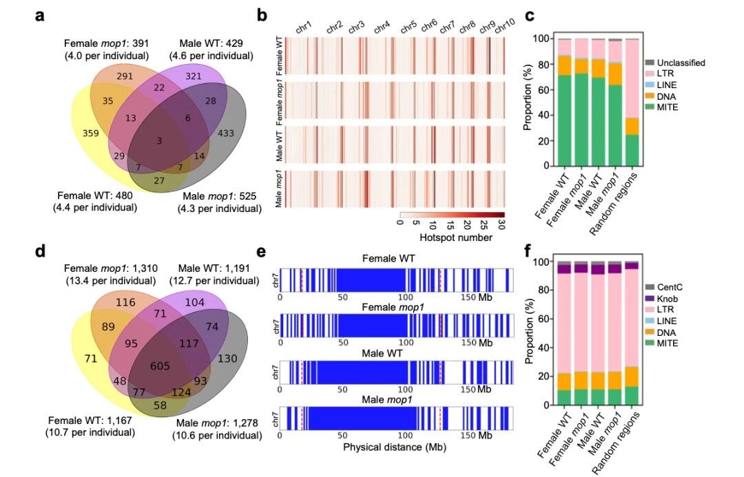 圖5 交叉位點（CO）在MITE序列附近富集，而冷點則與LTR逆轉(zhuǎn)座子相關(guān)聯(lián)