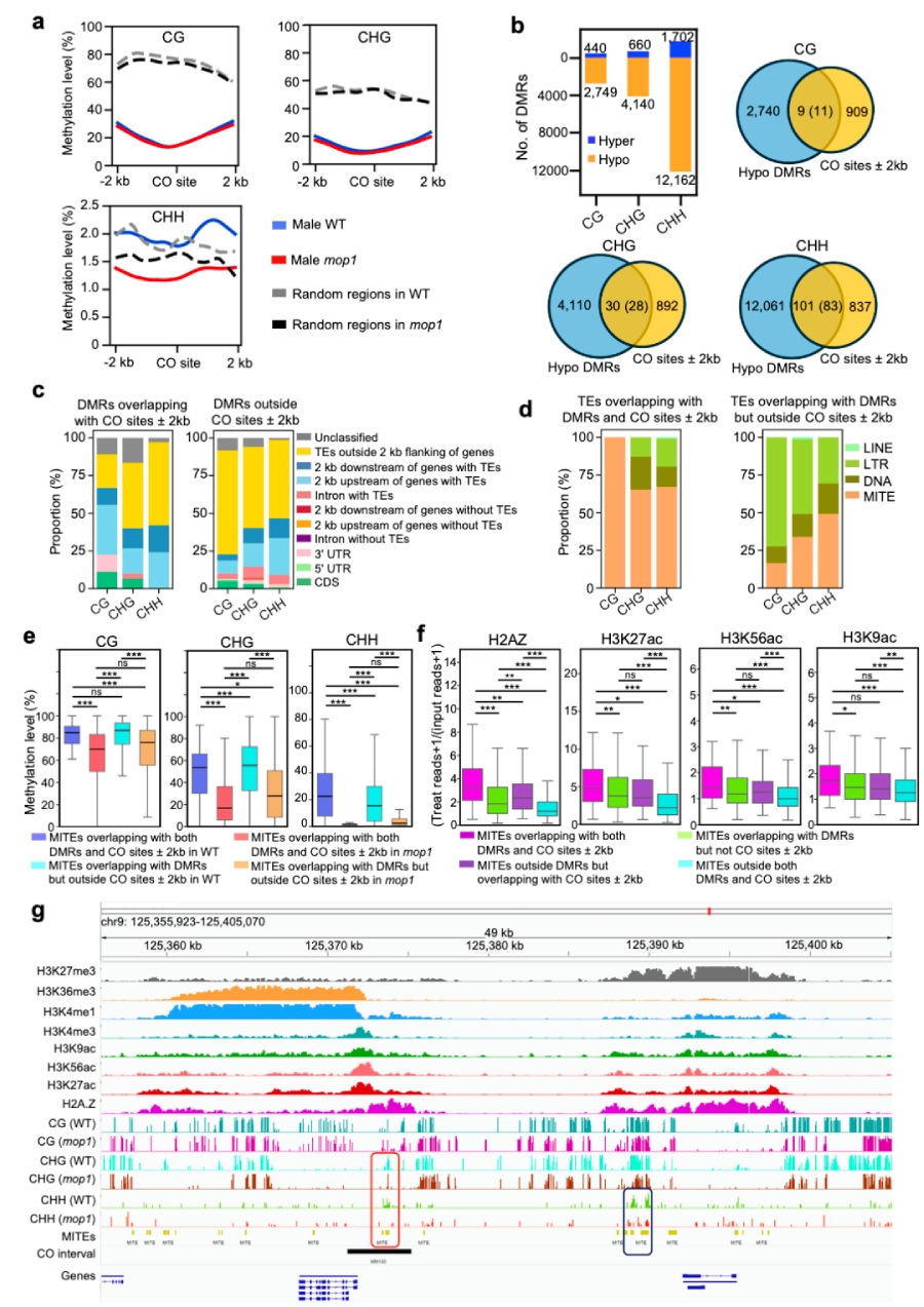 圖6 mop1可能通過局部降低具有開放染色質(zhì)標(biāo)記的MITE序列上的DNA甲基化水平 引入新的交叉（CO）位點