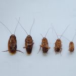 《Science》：木食性蟑螂和白蟻的營養(yǎng)特化與社會性演化