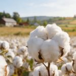 中國農(nóng)業(yè)科學(xué)院棉花研究所李付廣/楊召恩組破解陸地棉進(jìn)化軌跡與重要性狀遺傳架構(gòu)《Nature Genetics》